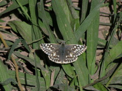 Heliopetes americanus bellatrix