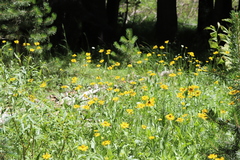 Helenium bigelovii, photograph author not stated, no rights reserved