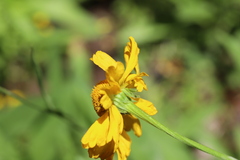 Helenium bigelovii, photograph author not stated, no rights reserved
