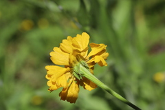Helenium bigelovii, photograph author not stated, no rights reserved