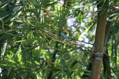 Tangara cyanoventris