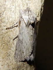 Dicranura ulmi