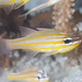 Yellowstriped Cardinalfish - Photo (c) Mark Rosenstein, some rights reserved (CC BY-NC-SA), uploaded by Mark Rosenstein