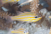 Yellowstriped Cardinalfish - Photo (c) Mark Rosenstein, some rights reserved (CC BY-NC), uploaded by Mark Rosenstein