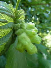 Eriosoma lanuginosum