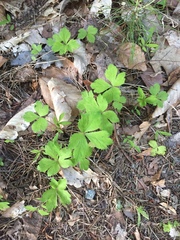 Anemonoides quinquefolia