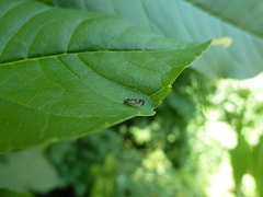 Graphopsocus cruciatus