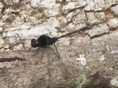 Erythemis