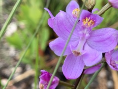 Calopogon multiflorus