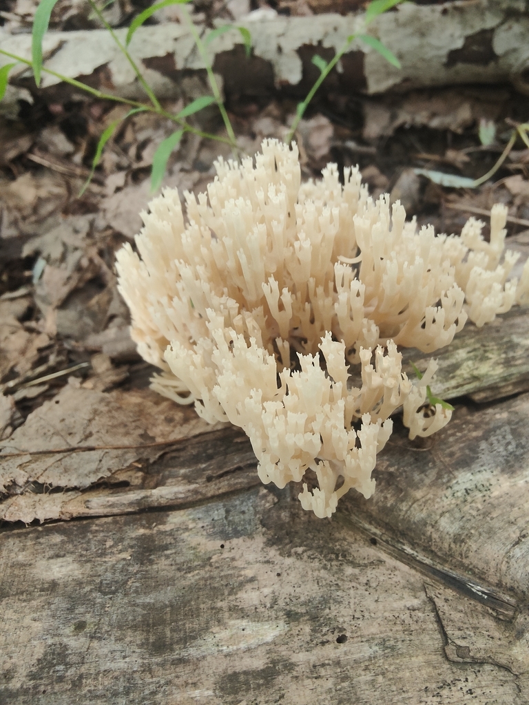 crown-tipped coral fungus · August 2026 · photo: Photo: (c) jamie bee, some rights reserved (CC BY) · iNaturalist