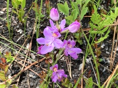 Calopogon multiflorus
