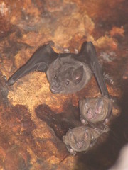Phyllostomus hastatus