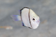Dascyllus reticulatus