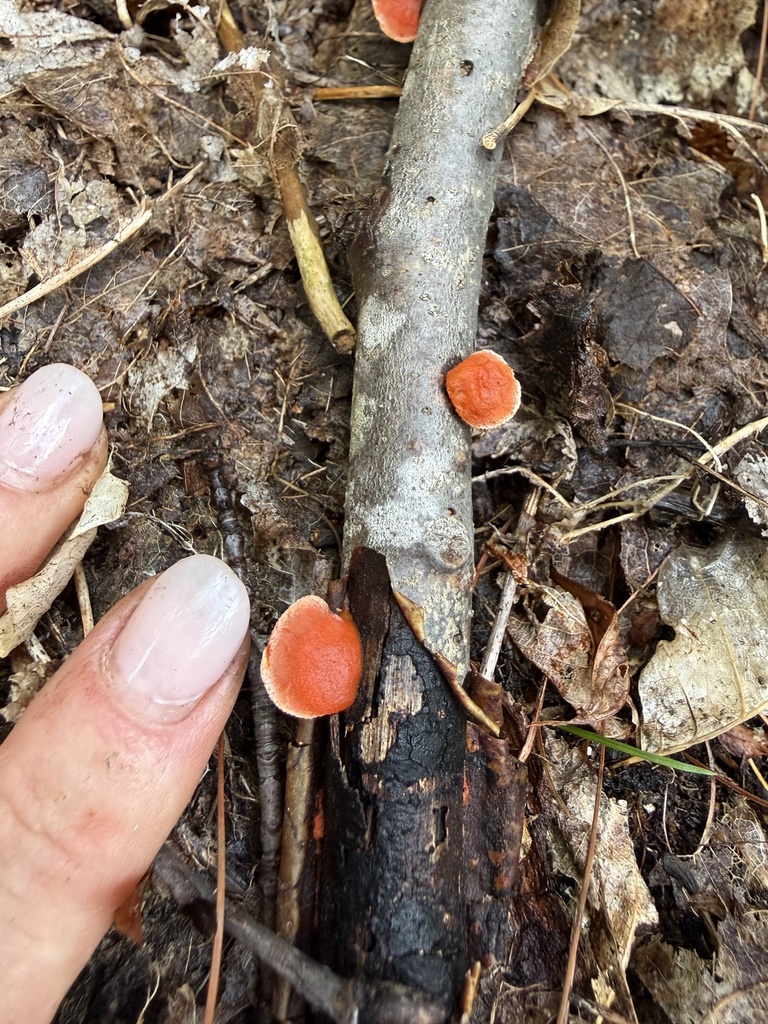 Northern Cinnabar Polypore · August 2026 · photo: Photo: no rights reserved · iNaturalist