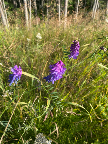 tufted vetch