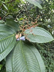 Miconia calvescens, photograph author not stated, no rights reserved