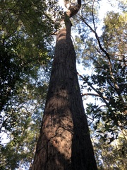 Eucalyptus globoidea
