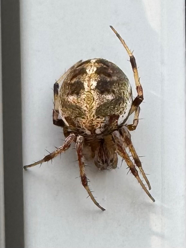 Arabesque Orbweaver