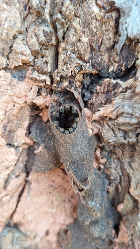Nannotrigona testaceicornis