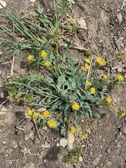 Cymopterus longipes