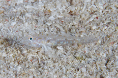 Fusigobius duospilus