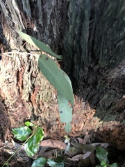 Eucalyptus globoidea