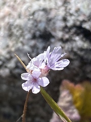 Limonium sinuatum