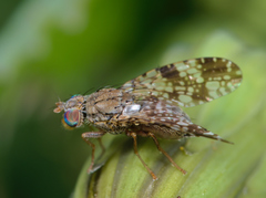 Tephritis vespertina