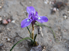 Moraea sisyrinchium
