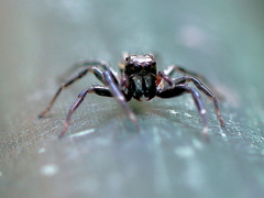Zenodorus swiftorum