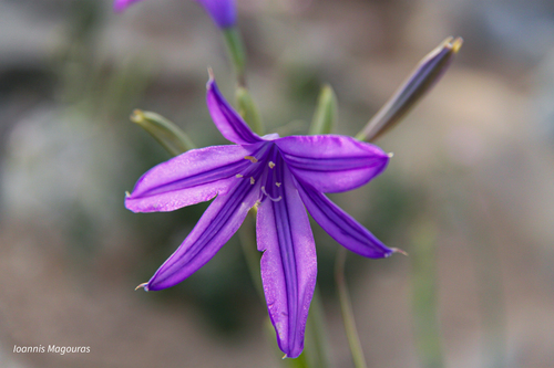 Ixiolirion tataricum, photograph 1