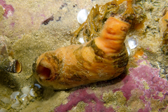 Cnemidocarpa bicornuta
