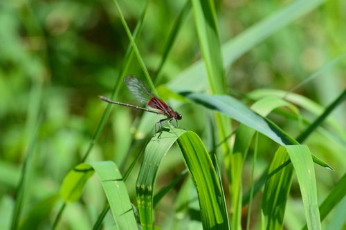 American Rubyspot
