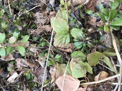 Betula nana