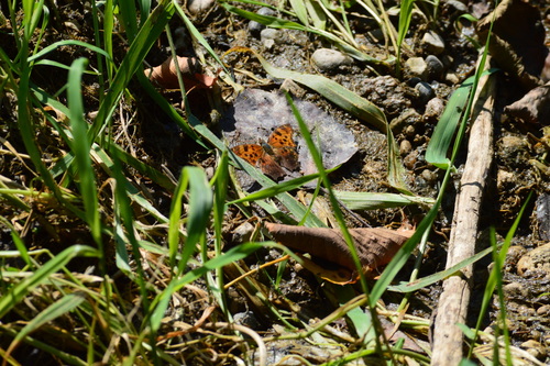 Eastern Comma