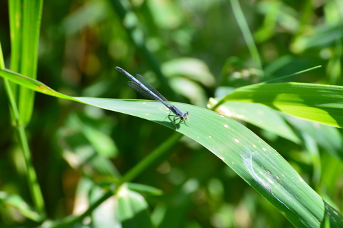 Eastern Forktail