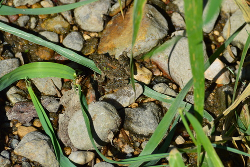 Blanchard's Cricket Frog