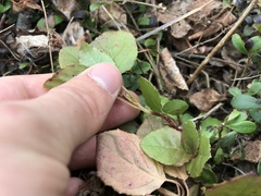 Betula nana