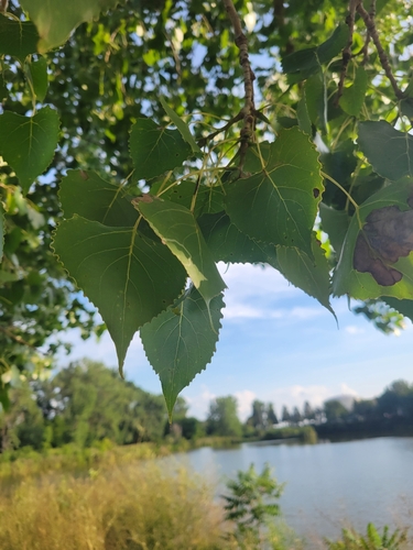 Eastern Cottonwood