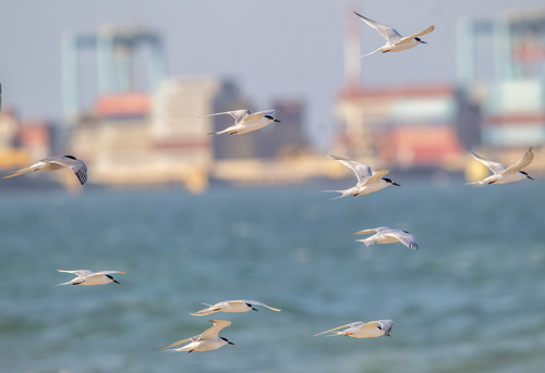 iNaturalist image