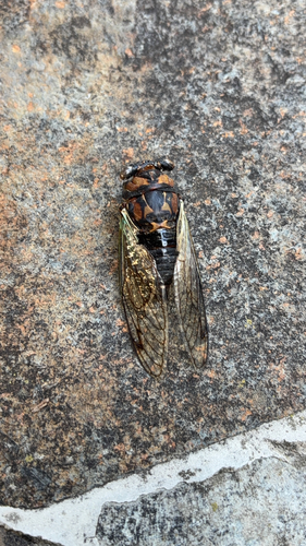 Lyric Cicada