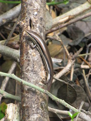 Marisora brachypoda