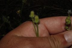 Crepis commutata