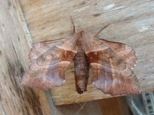 Walnut Sphinx