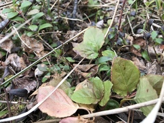 Betula nana