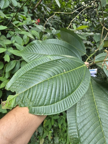 Miconia calvescens, photograph 3