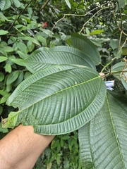 Miconia calvescens, photograph author not stated, no rights reserved