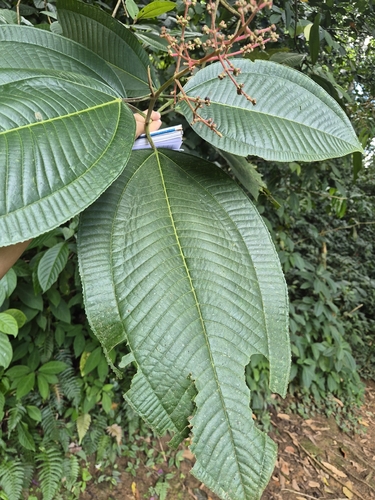 Miconia calvescens, photograph 4