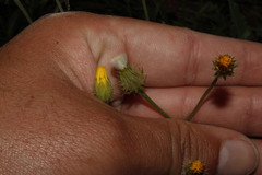 Crepis commutata