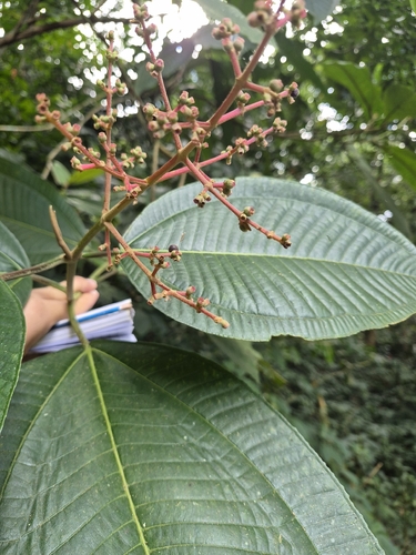 Miconia calvescens, photograph 5